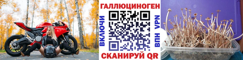 Псилоцибиновые грибы Psilocybe  дарк нет наркотические препараты  Юхнов 